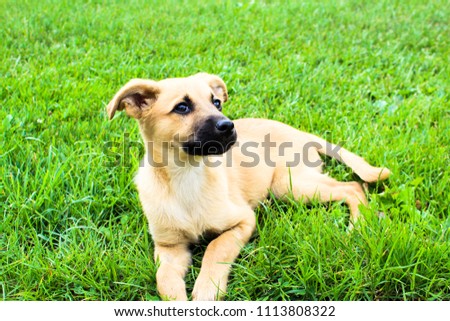 Puppy dog in the summer glade with a green grass in the park