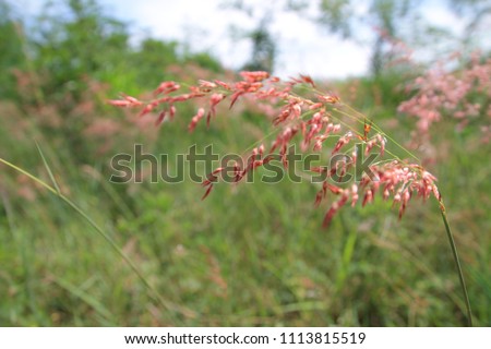 Red grass flower against green background from natural background