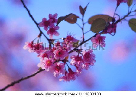 Sakura flower in blue sky

