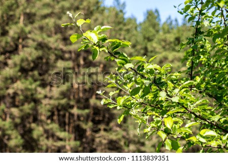 apple tree branch and pine forest