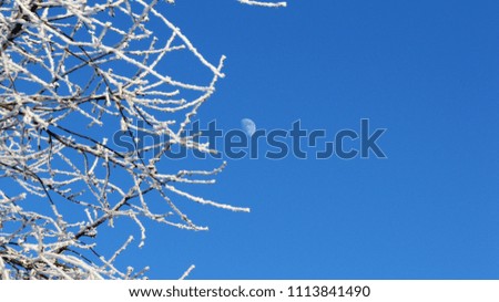Day moon against the background of tree branches covered
frost
