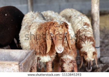 Sheep for the Feast of Sacrifice. (Kurban Bayrami)sacrifice holiday. Turkey. Royalty-Free Stock Photo #1113845393