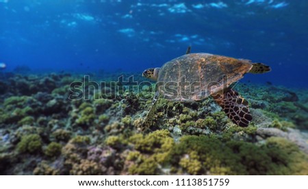 Coral reef, Red Sea, turtle