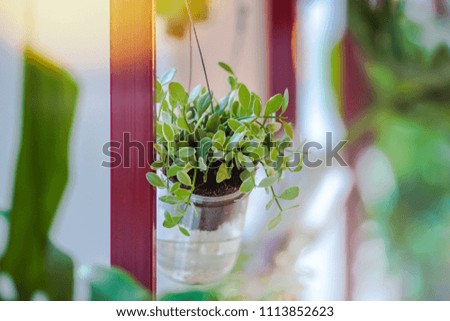 Hanging green plant in the glass pot indoor environment