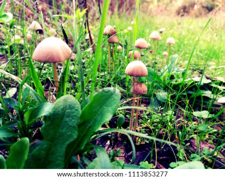 Small mushroom in green grass macro photo. Summer forest scene. White edible mushroom macrophoto