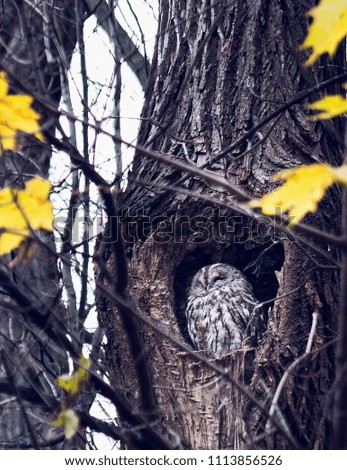 Gray-white owl in a hollow with closed eyes, in the fall.