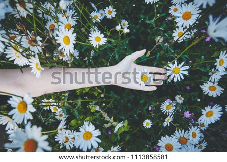 Lady’s hand in daisies background
