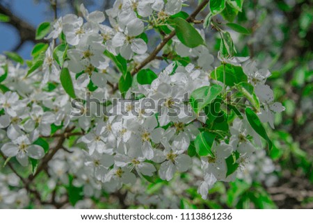 Macro photo of the flowers on the trees, spring