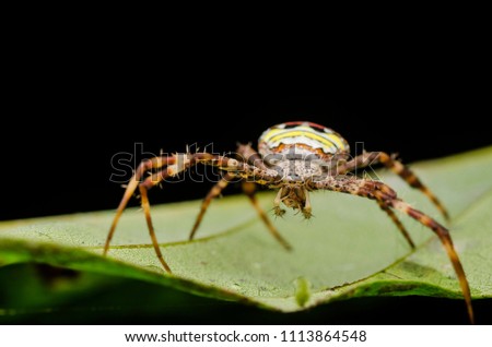 Multicoloured orb weaver spider (Argiope versicolor)