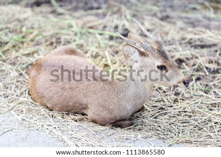 Brown young deer in the wild