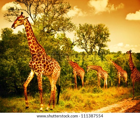 Image of a South African giraffes, big family graze in the wild forest, wildlife animals safari, Kruger National Park, bushes of Sabi Sand game drive reserve, beautiful nature of Africa continent Royalty-Free Stock Photo #111387554