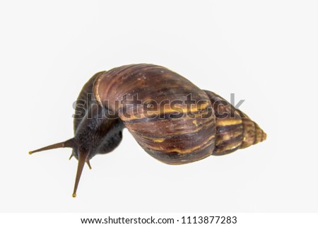 Snail moving white background