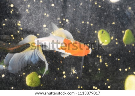goldfish floating in an aquarium at home