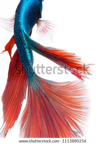 Fighting fish, colorful background, Halfmoon betta fish, Siamese fighting fish

