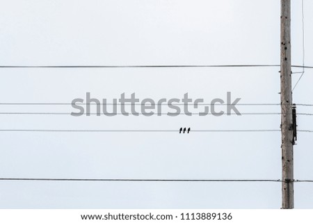 birds on a wire or electric line. Family Concept