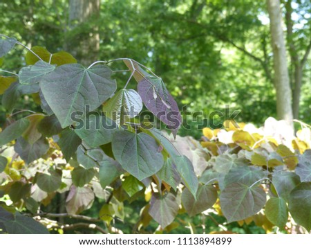 Leaves of the redbud tree, variety Forest Pansy