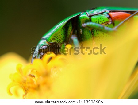 close up of a green color insect - dung beetle - sacred scarab - found in a garden in sri lanka
