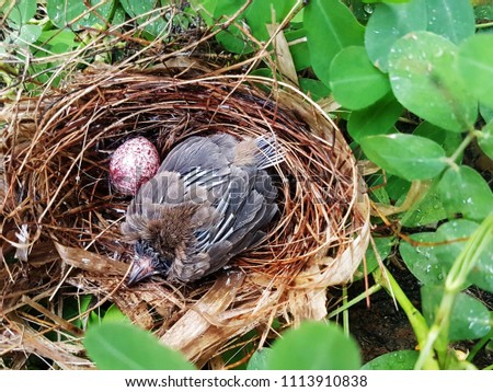 Little bird in the nest. New born bird. 