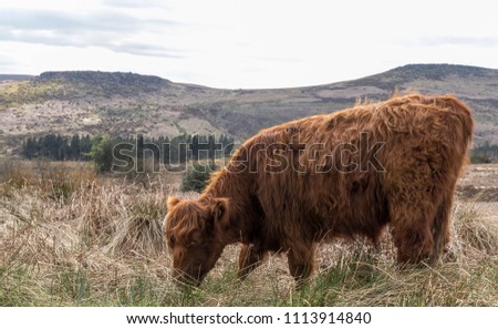 Highland Cows, Peak District, England, March 2018