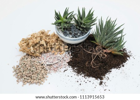 Gardening soil mixtures, orchid moss, pumice and pebbles.  Potted and unpotted haworthia attenuata. White background. Royalty-Free Stock Photo #1113915653