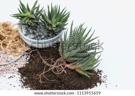 Closeup on potted and unpotted haworthia attenuata succulent plant. Gardening soil mixtures and other potting media. White background. Royalty-Free Stock Photo #1113915659