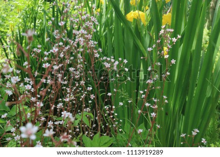 Little meadow flowers on a background of green grass.