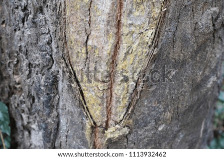 tropical bark surface as background