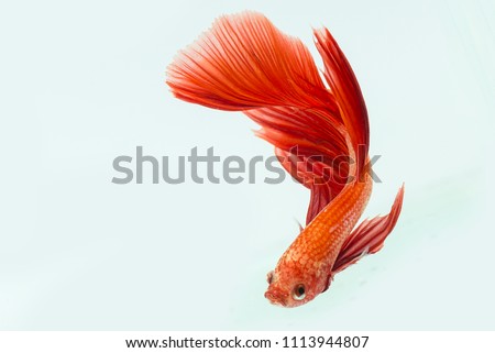 Red Beta Fish, Beta Fish, decorative fish Royalty-Free Stock Photo #1113944807