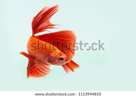 Red Beta Fish, Beta Fish, decorative fish