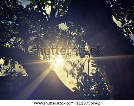 Light from the Sun through the trees.