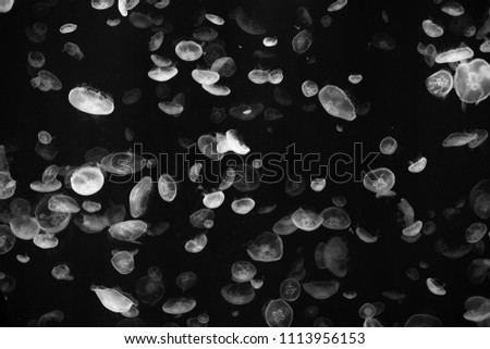 Black and white photography of Jelly fish in Osaka, Japan.