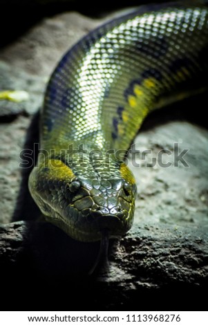 Head of green anaconda (Eunectes murinus). / snake anaconda in zoo. / Anaconda in Captivity. Royalty-Free Stock Photo #1113968276