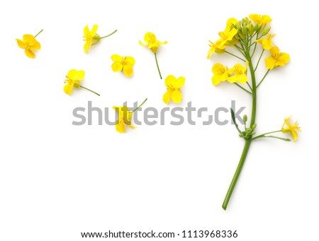 Rapeseed blossom isolated on white background. Brassica napus flowers. Top view  Royalty-Free Stock Photo #1113968336