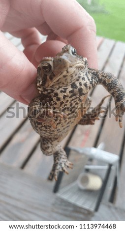 frog or toad was in live trap