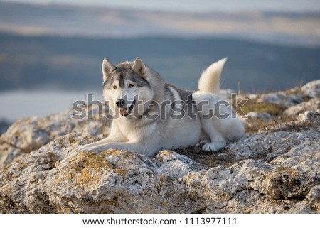 Pleased with a beautiful gray Siberian husky lies on a rock illuminated by the rays of the setting sun. A dog on a natural background.