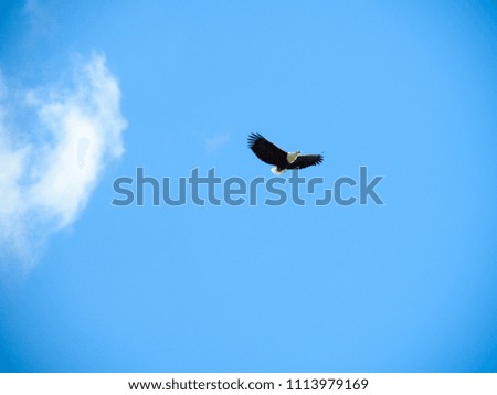 African Eagle flying on blue sky background
