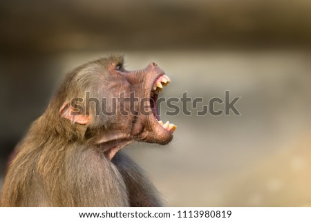 Baboon monkey (Pavian, genus Papio) screaming out loud with large open mouth and showing pronounced sharp teeth in a loud and aggressive behaviour display.