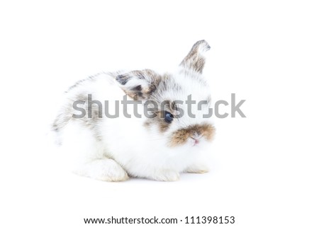 Cute young rabbit on white background