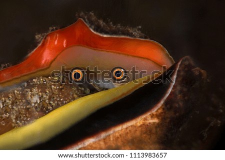 Strawberry conch (Conomurex luhuanus). Picture was taken in Anilao, Philippines
