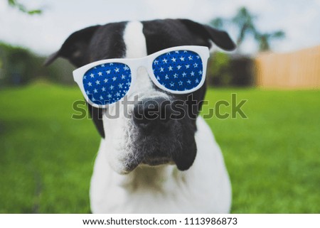 Black and white dog wearing red, white and blue glasses
