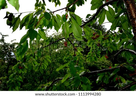 Cherries in a cherry tree in orchard in early summer