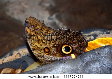 Caligo eurilochus, the forest giant owl, is an owl butterfly (tribe Brassolini of nymphalid subfamily Morphinae).