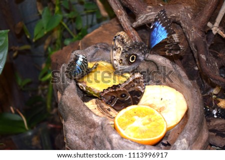 Caligo eurilochus, the forest giant owl, is an owl butterfly (tribe Brassolini of nymphalid subfamily Morphinae).