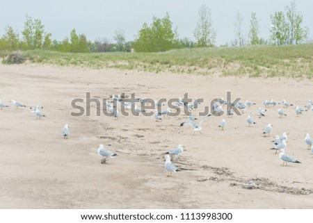 A lot of  seagulls on the beach of Lake Michigan