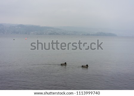 two duck swimming in lake with panorama view and fog sky