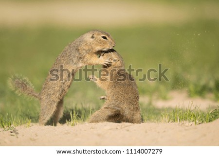 European ground squirrel, also known as the European souslik, is a species from the squirrel family. Taken in Czech republic