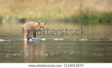 Red foxes are the largest species of the genus Vulpes. Taken in Czech republic
