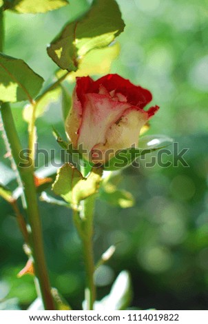 Bright photography of red rose. Image for design card.