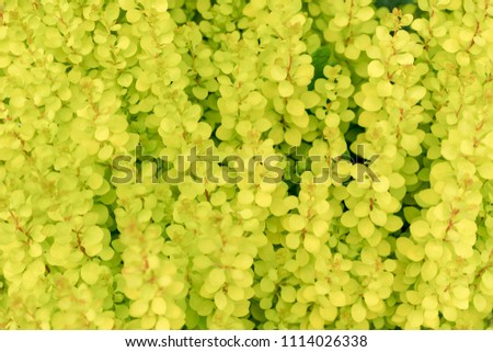yellow berberis tunbergii