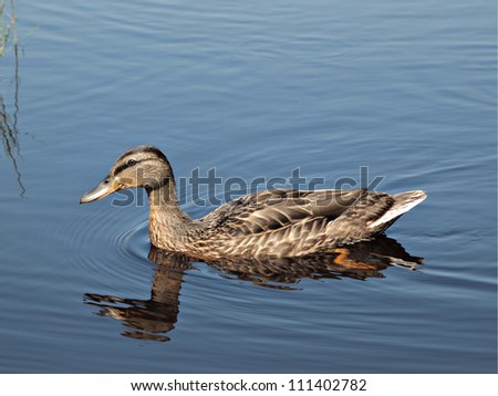 duck in water of river